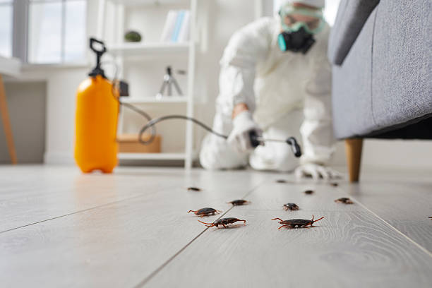 Post-Treatment Bed Bug Interceptor Monitoring in North Lakeville